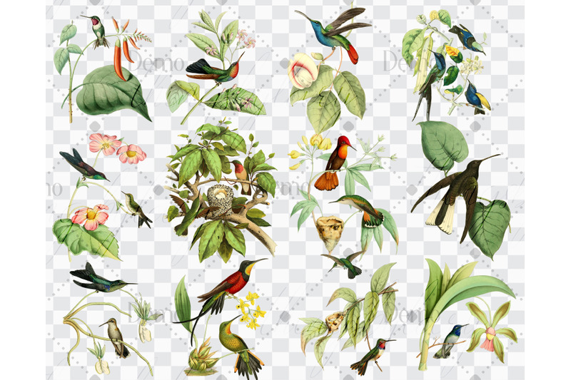 12-vintage-humming-birds-vol-2-ephemera-transparent-png