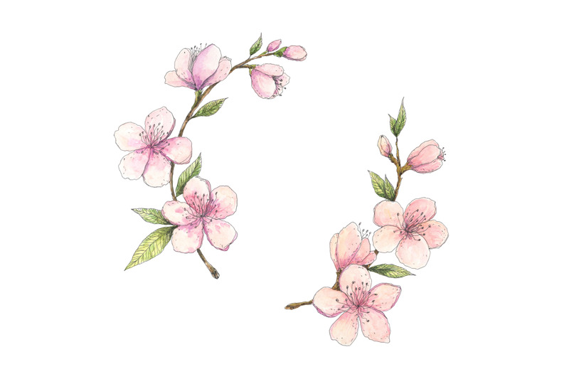 blooming-almond-hand-drawn-watercolor-botanical-illustration