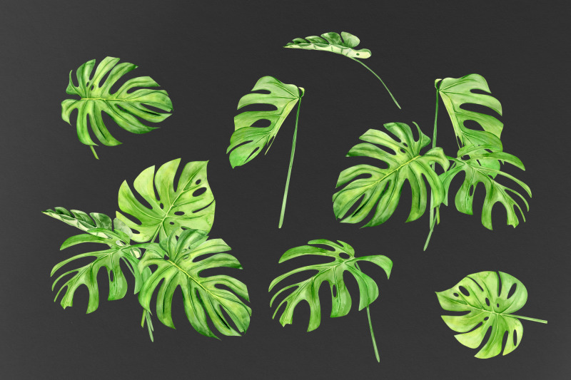 watercolor-monstera-clipart-exotic-clipart-exotic-greenery-tropical