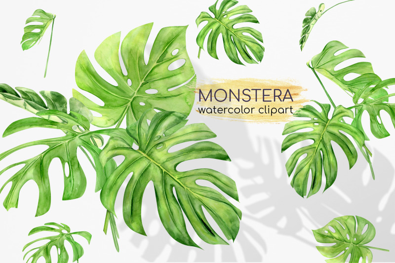 watercolor-monstera-clipart-exotic-clipart-exotic-greenery-tropical