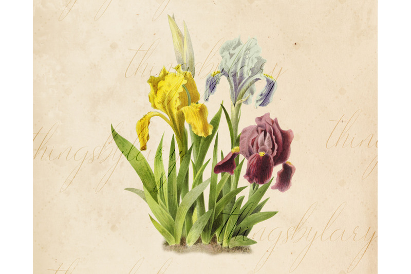12-vintage-iris-flower-ephemera-vol-3-transparent-png-images