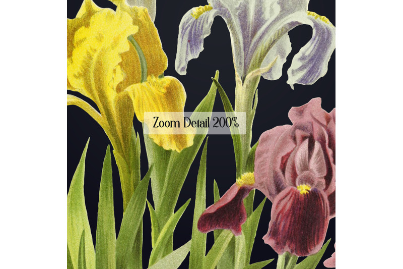 12-vintage-iris-flower-ephemera-vol-3-transparent-png-images