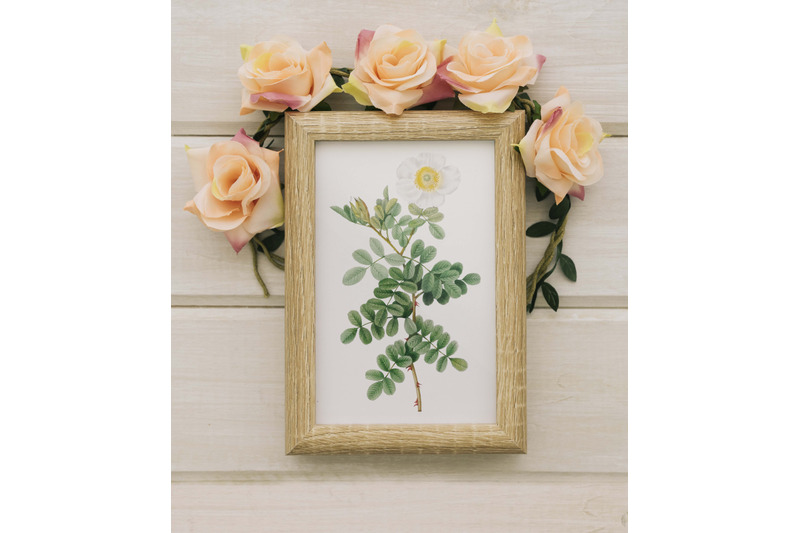 white-vintage-rose-flower-for-wall-decoration