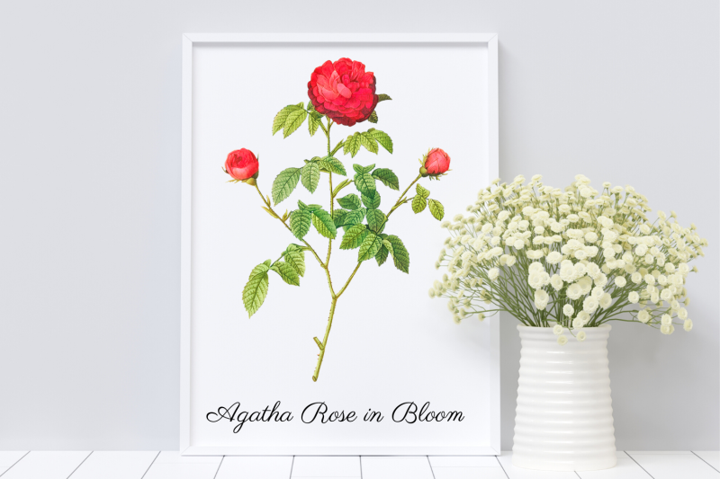 agatha-rose-in-bloon-beautifulred-rose-illustration