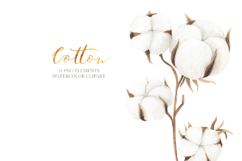 watercolor-cotton-clipart