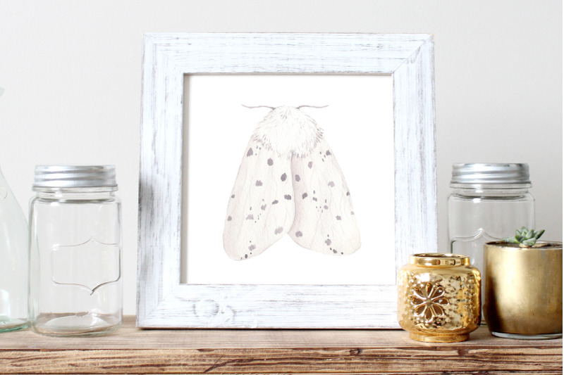 watercolor-moth-clipart