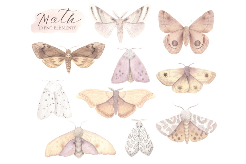 watercolor-moth-clipart