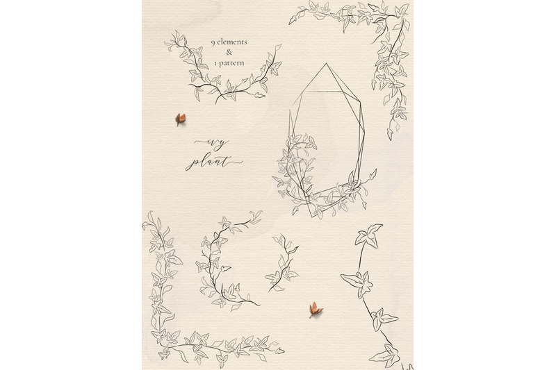 line-drawing-delicate-ivy-plant-floral-frames-and-wreaths-illustration