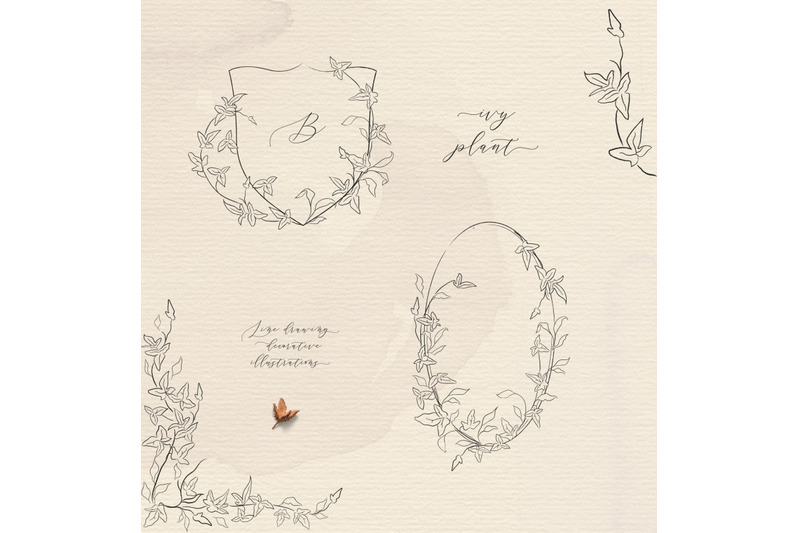 line-drawing-delicate-ivy-plant-floral-frames-and-wreaths-illustration