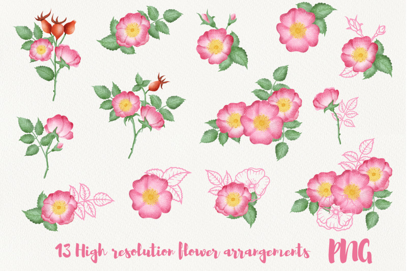 wild-rose-clipart-rose-hip