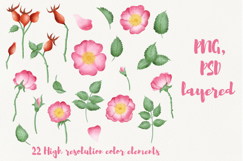 wild-rose-clipart-rose-hip