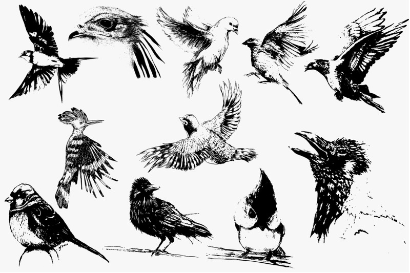 37-birds-set-silhouette-vector