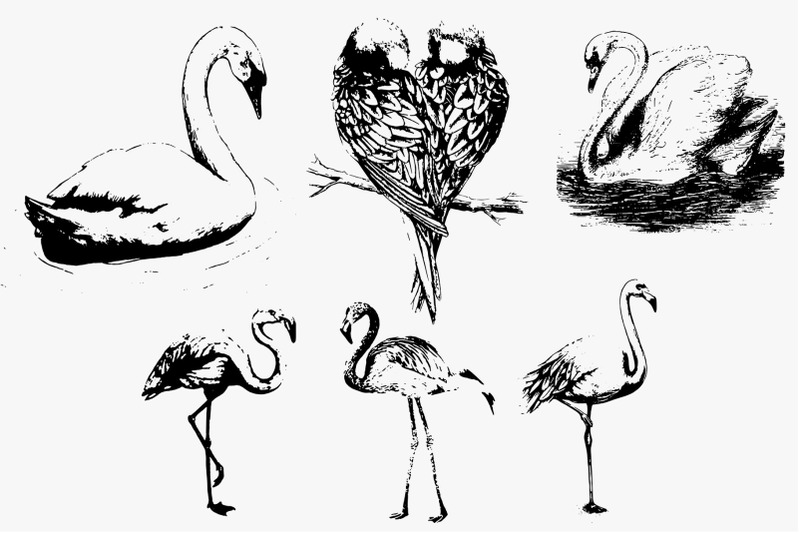 37-birds-set-silhouette-vector