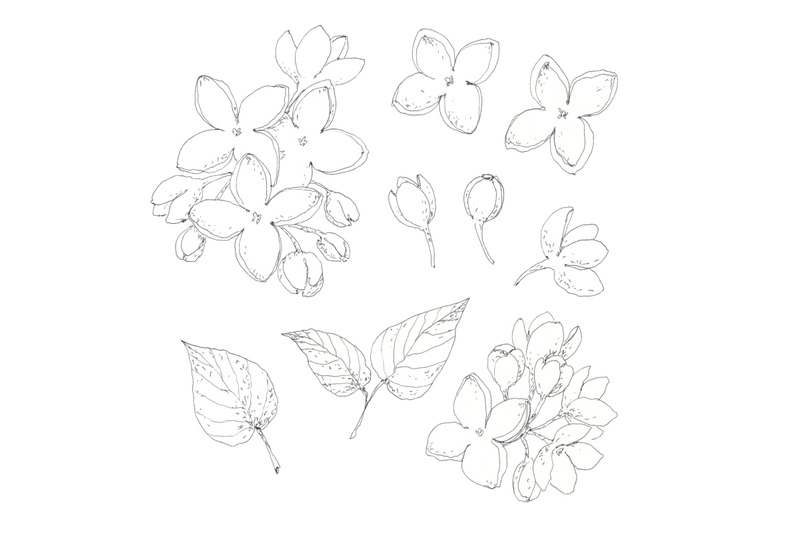 lilac-set-hand-drawn-pen-ink-botanical-design-elements
