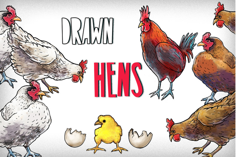 drawn-hens