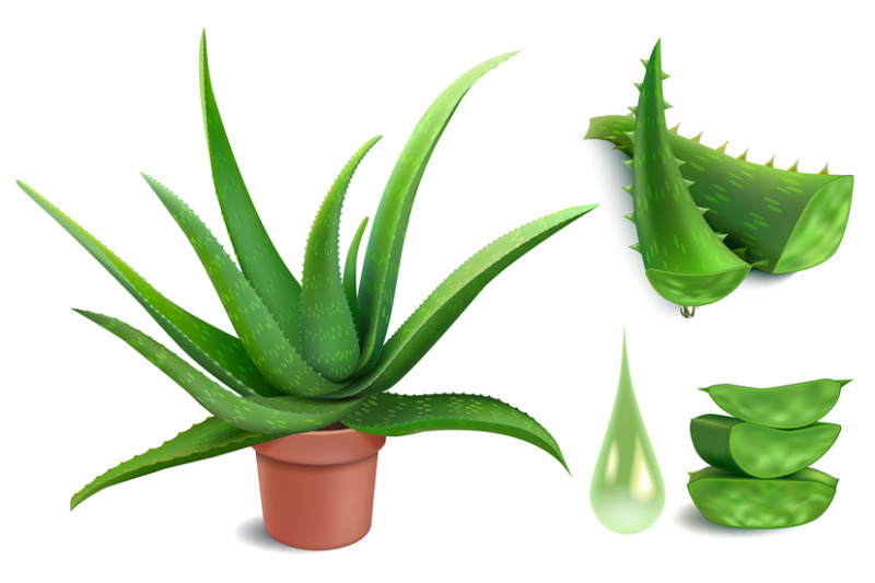 realistic-aloe-plant-aloe-vera-medicine-potted-plant-green-cut-piece