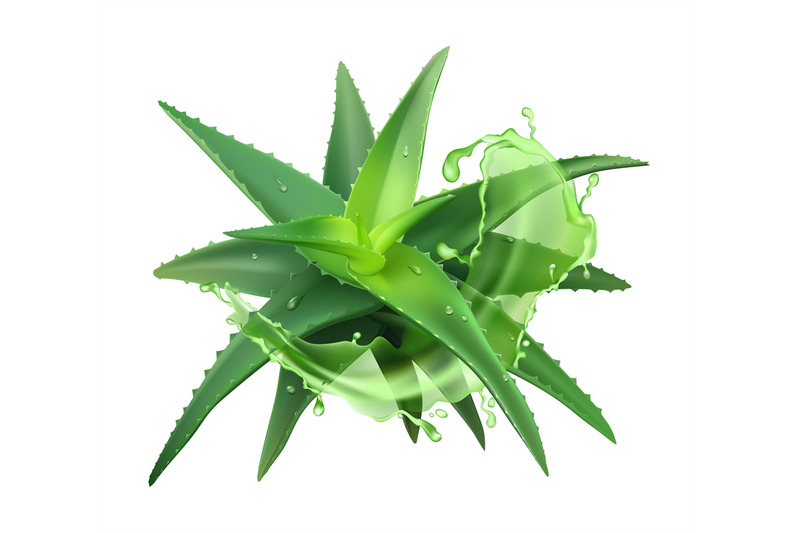aloe-realistic-plant-green-aloe-vera-medicine-plant-and-juice-splash