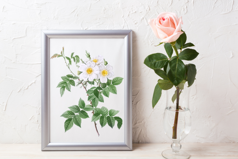 white-rose-for-scrapbooking-elegant-rose-design-vintage-wall-art