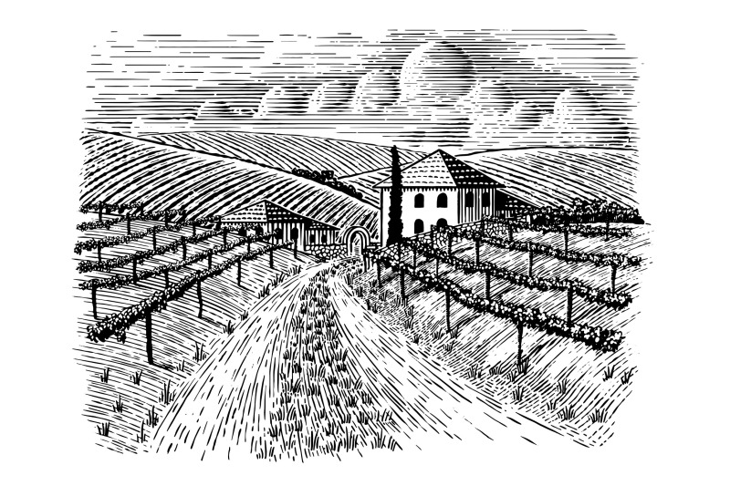 italian-vineyard-and-road