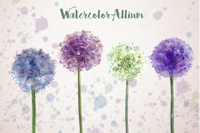 watercolor-allium-clip-art-set