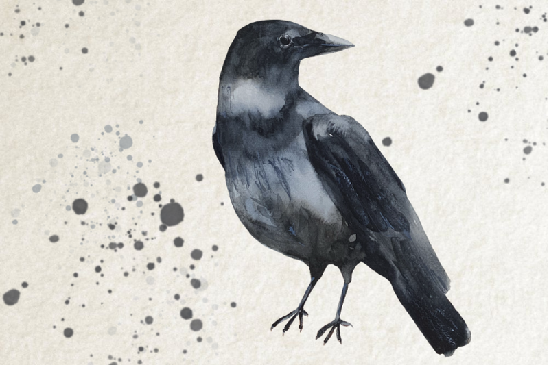 watercolor-crow-clip-art-and-print
