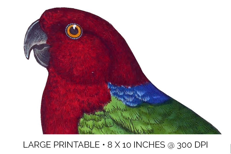 parrot-parrakeet-clipart