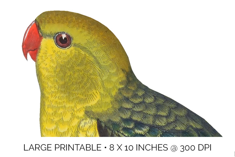 parrot-parrakeet-clipart