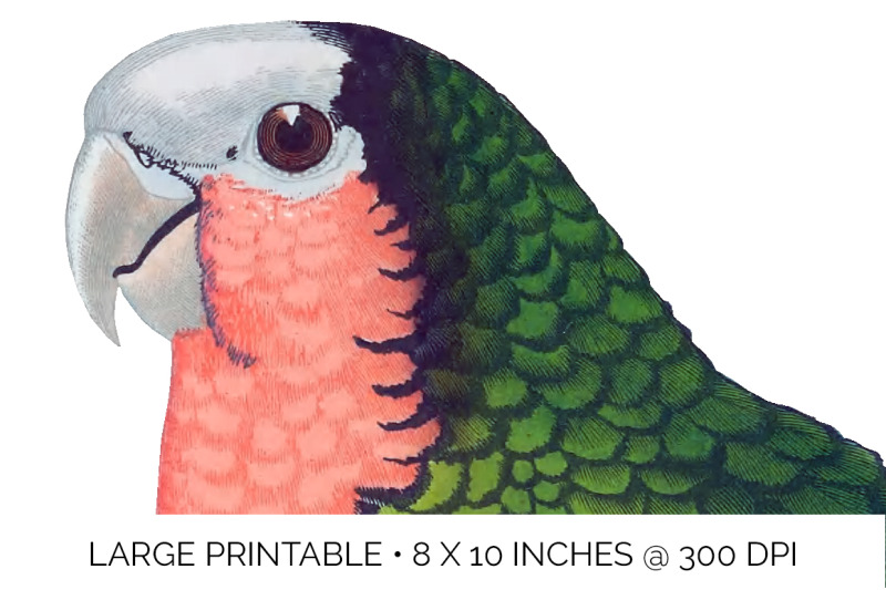 parrot-clipart-amazon