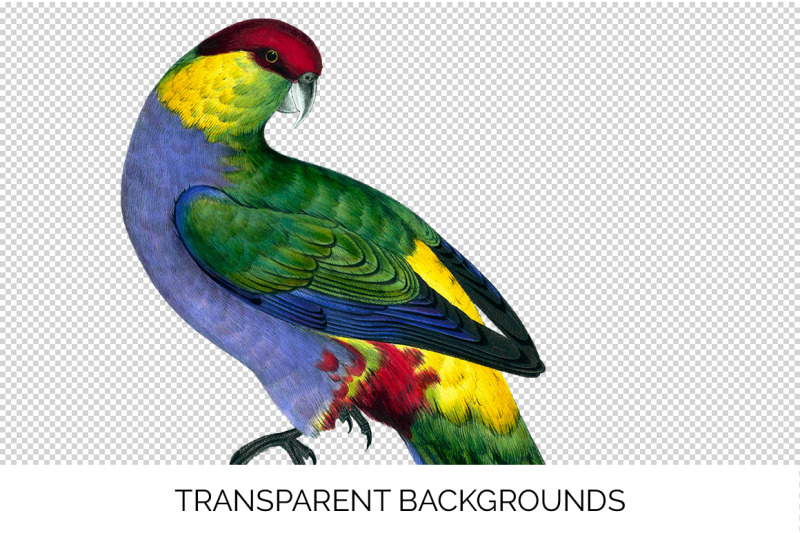 parrot-clipart-parakeet