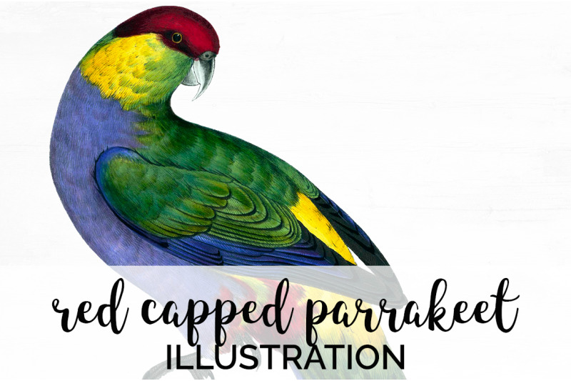 parrot-clipart-parakeet