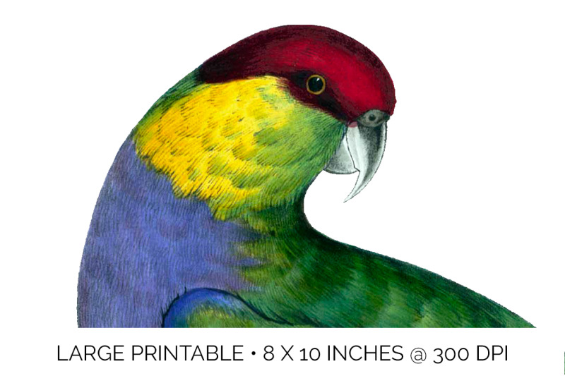 parrot-clipart-parakeet