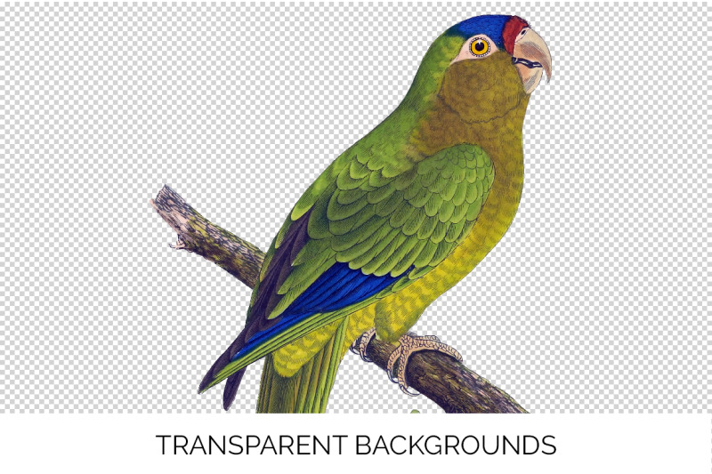 parrot-clipart-conure