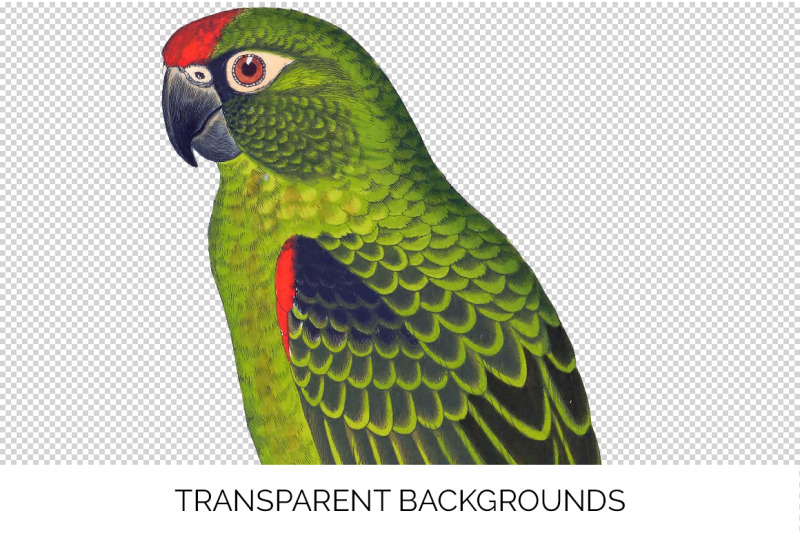 parrot-clipart-jardines