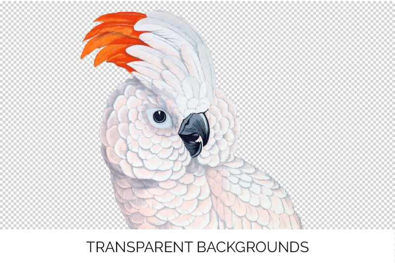 parrot-cockatoo-clipart