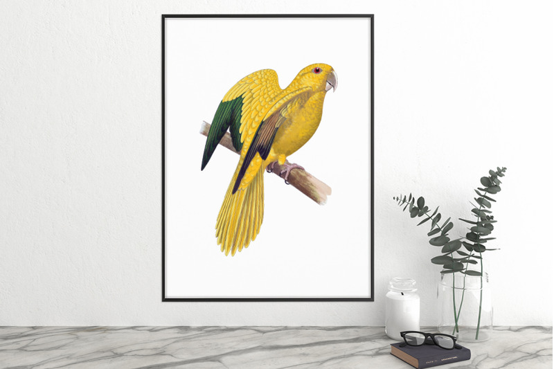 parrot-clipart-golden