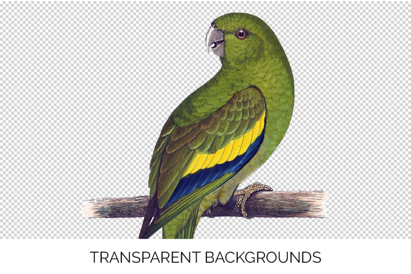 parrot-conure-clipart