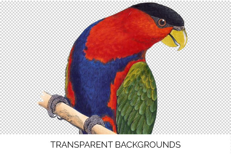 parrot-clipart