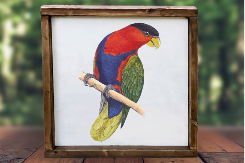 parrot-clipart