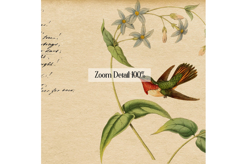 16-antique-humming-birds-trochilidae-nature-digital-papers