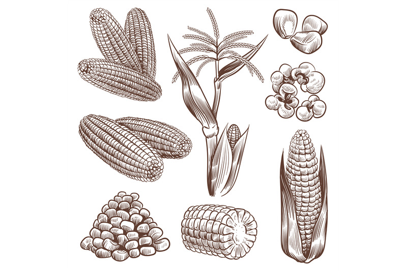 sketch-corn-hand-drawn-vintage-drawing-cereal-plants-agriculture-maiz