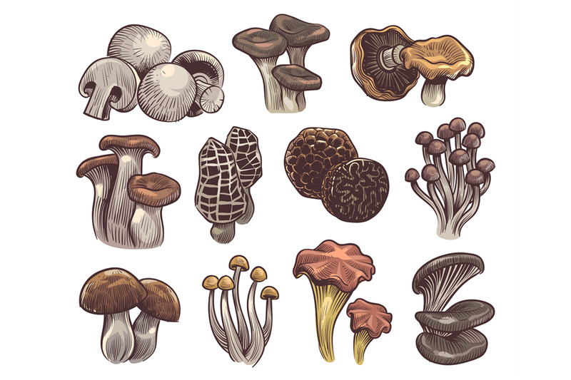 hand-drawn-mushrooms-colorful-sketch-mushroom-champignon-and-truffle
