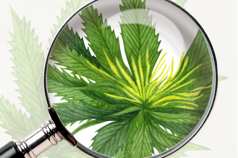 cannabis-hemp-watercolor-clipart