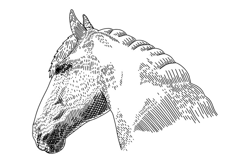 horse-illustration