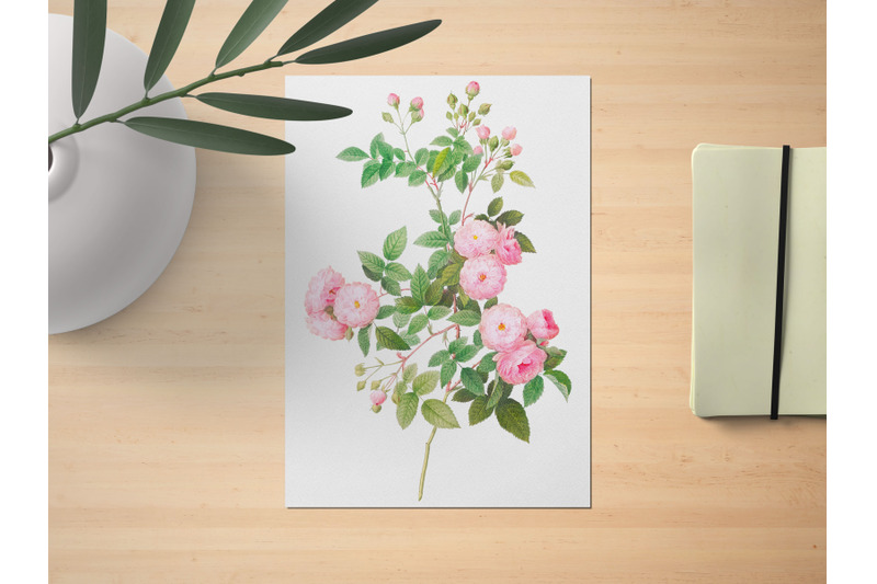 romantic-pink-rose-illustration-botanical-wall-art-scrapbboking-rose