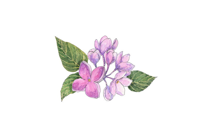 lilac-hand-drawn-watercolor-floral-illustration-in-sketching-style