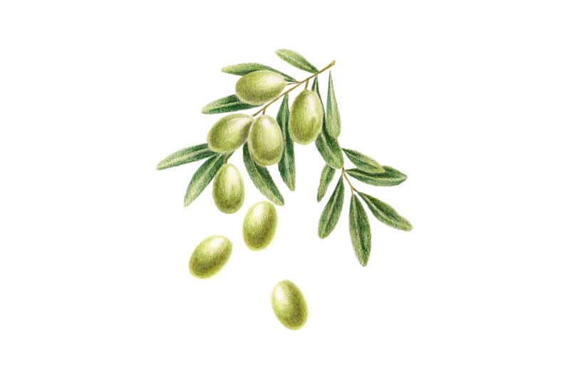 green-olives-hand-drawn-food-botanical-illustration