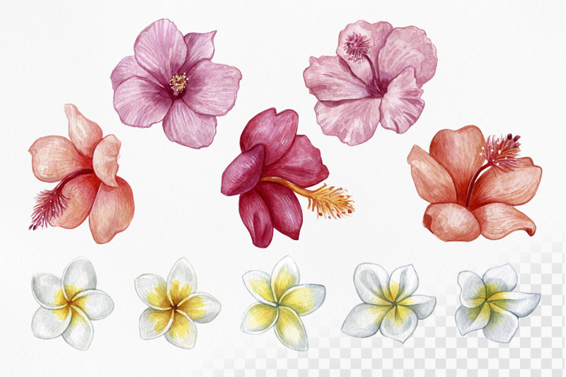 bouquet-generator-or-arrangement-tropical-flora-watercolor-set