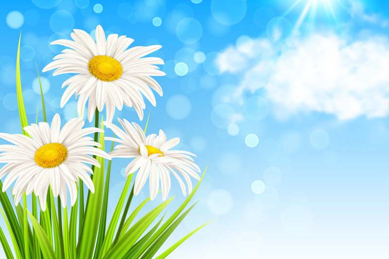 white-daisy-flowers-and-green-grass