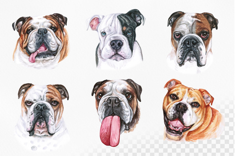 english-bulldog-big-watercolor-set-dog-illustrations-12-dogs