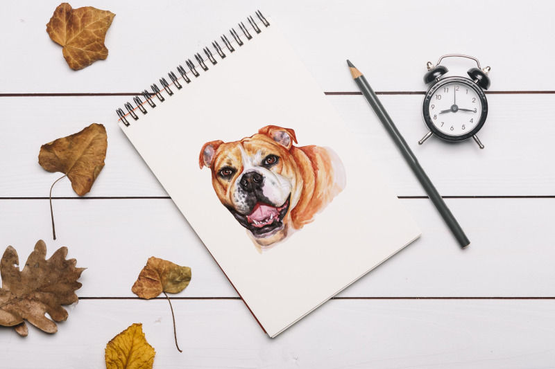 english-bulldog-big-watercolor-set-dog-illustrations-12-dogs
